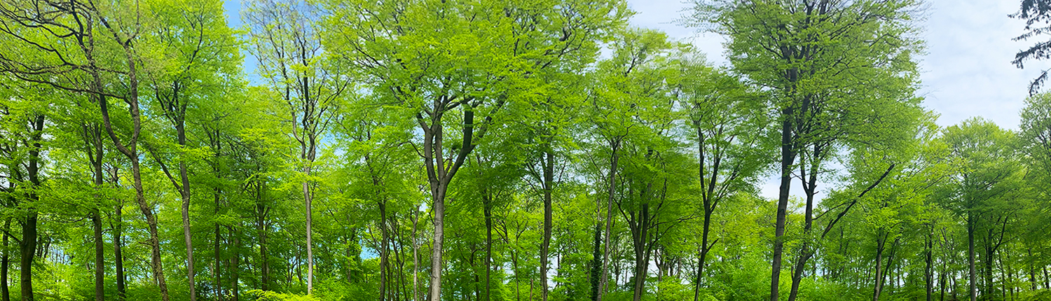 Schöne Bäume in der Senne